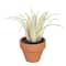 Assorted Potted Micro Succulent by Ashland&#xAE;, 1pc.